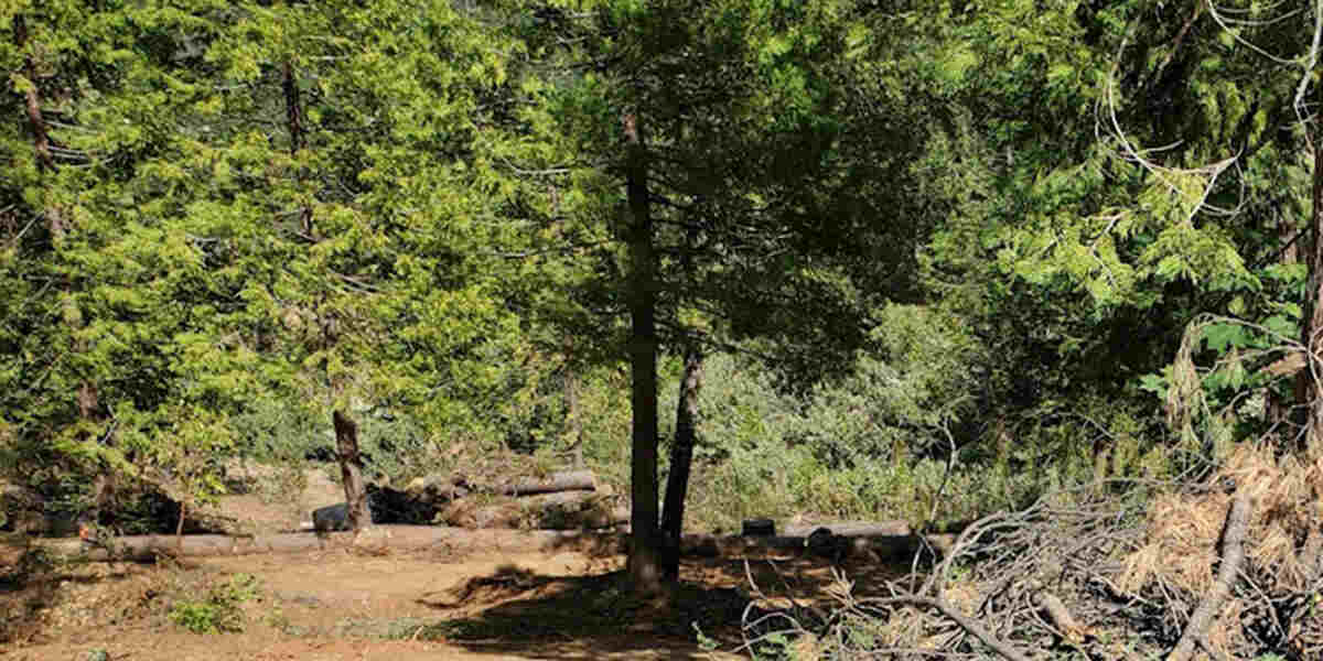 Can You Overwater a New Tree in Your Folsom, CA Yard?