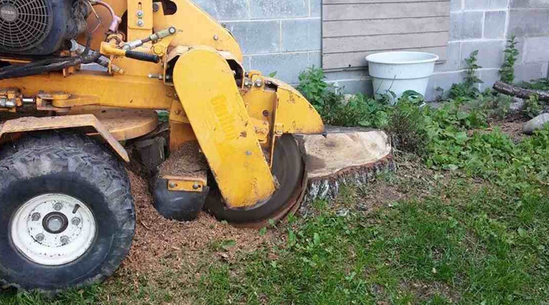 how to remove a large tree stump
