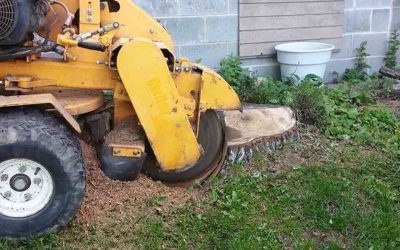 How to Remove a Large Tree Stump in Folsom, CA?