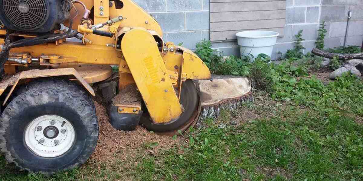 How to Remove a Large Tree Stump in Folsom, CA?