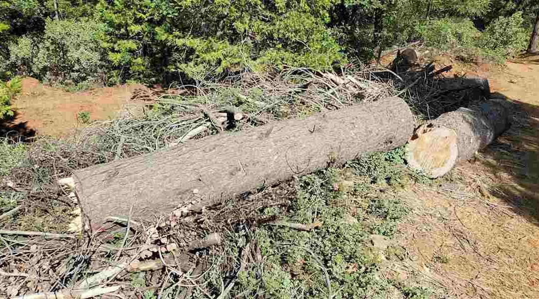 Can You Revive a Dead Tree in Folsom, CA?