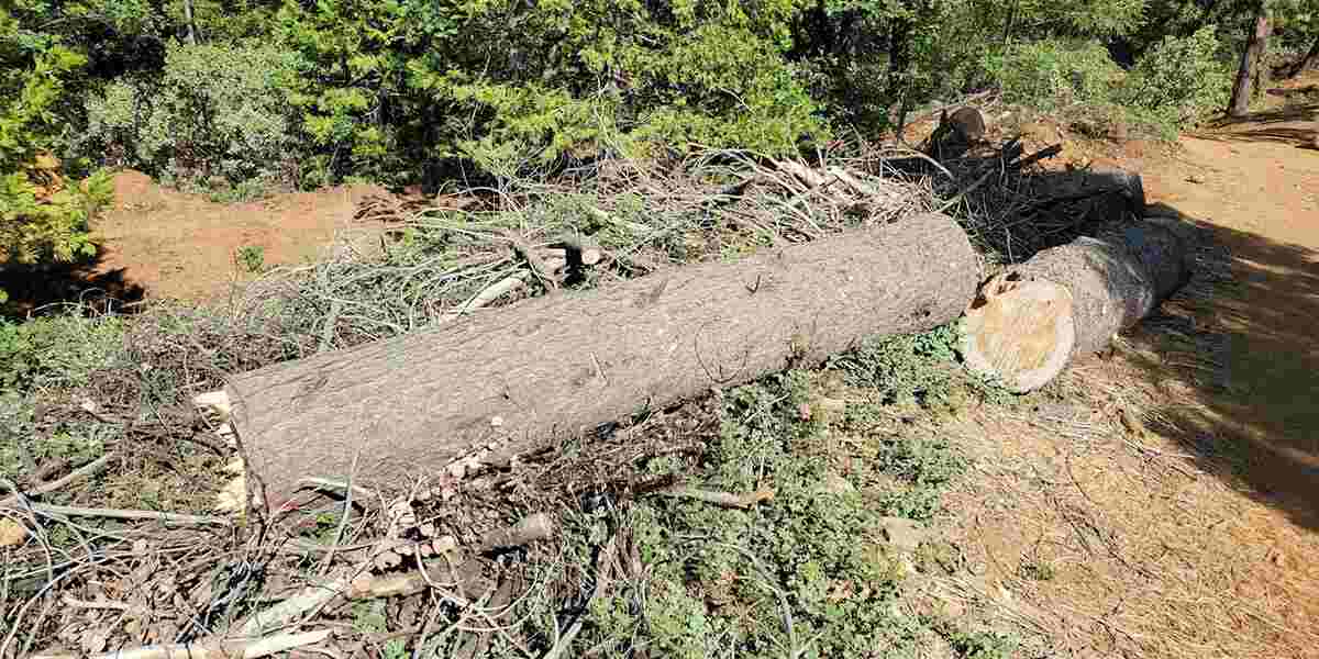 Can You Revive a Dead Tree in Folsom, CA? Tree Expert Tips